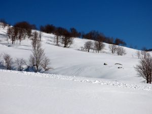 Les arbres sous la neige
