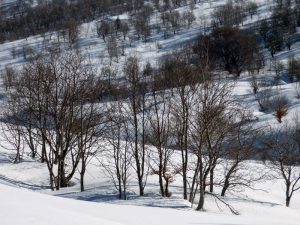 Les arbres sous la neige