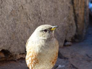 Un oiseau au refuge de Ciottulu di i Mori