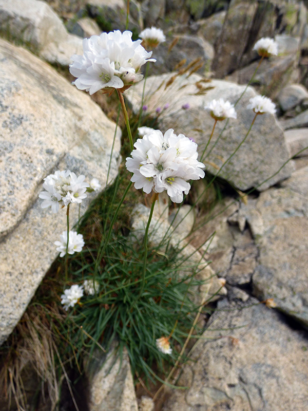 De petites fleurs blanches