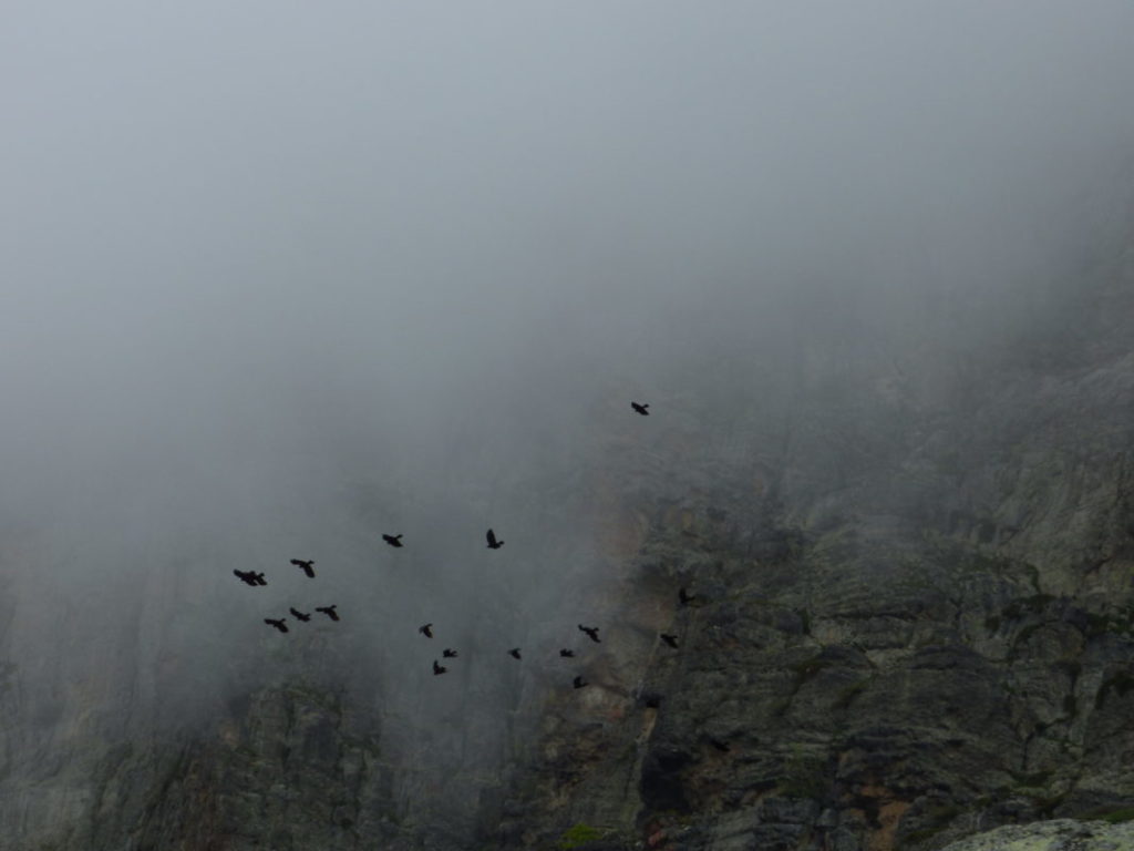 Des corbeaux dans le brouillard